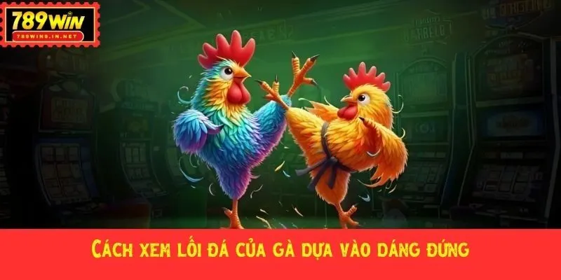 Cách xem lối đá của gà dựa vào dáng đứng