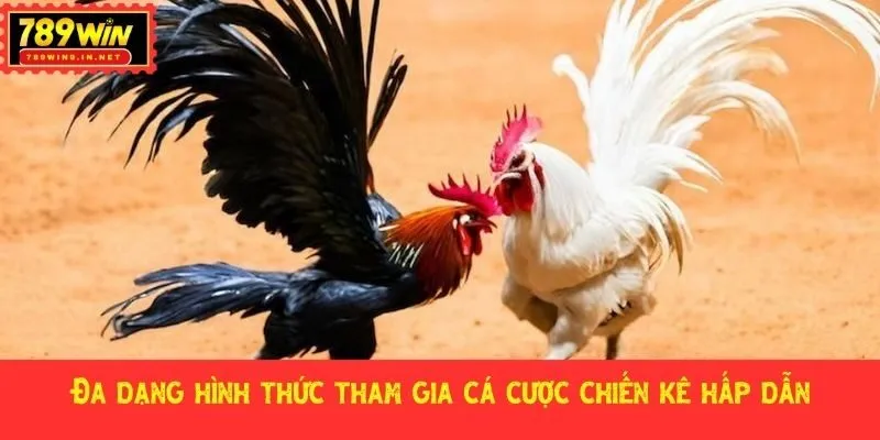 Đá gà 789WIN chinh phục đông đảo thành viên tham gia