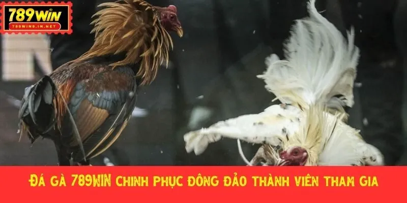 Đa dạng hình thức tham gia cá cược chiến kê hấp dẫn