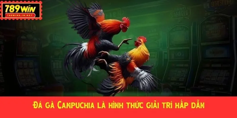 Đá gà Campuchia là hình thức giải trí hấp dẫn