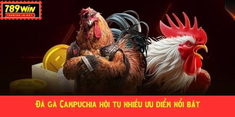 Đá gà Campuchia hội tụ nhiều ưu điểm nổi bật
