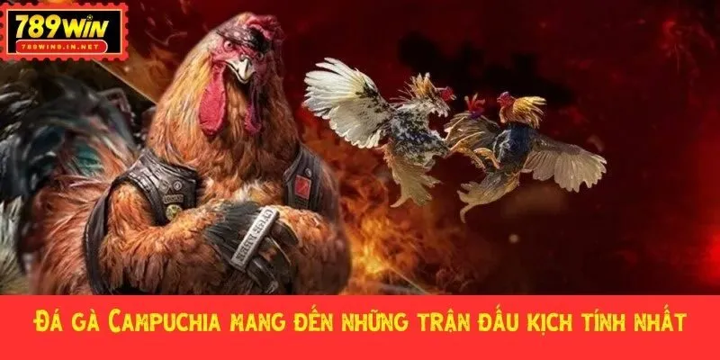 Đá gà Campuchia