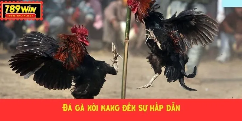Đá gà nòi mang đến sự hấp dẫn