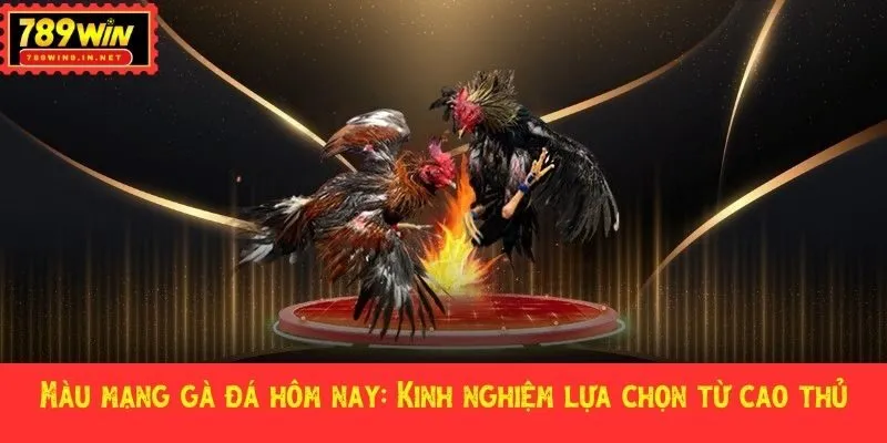 màu mạng gà đá hôm nay